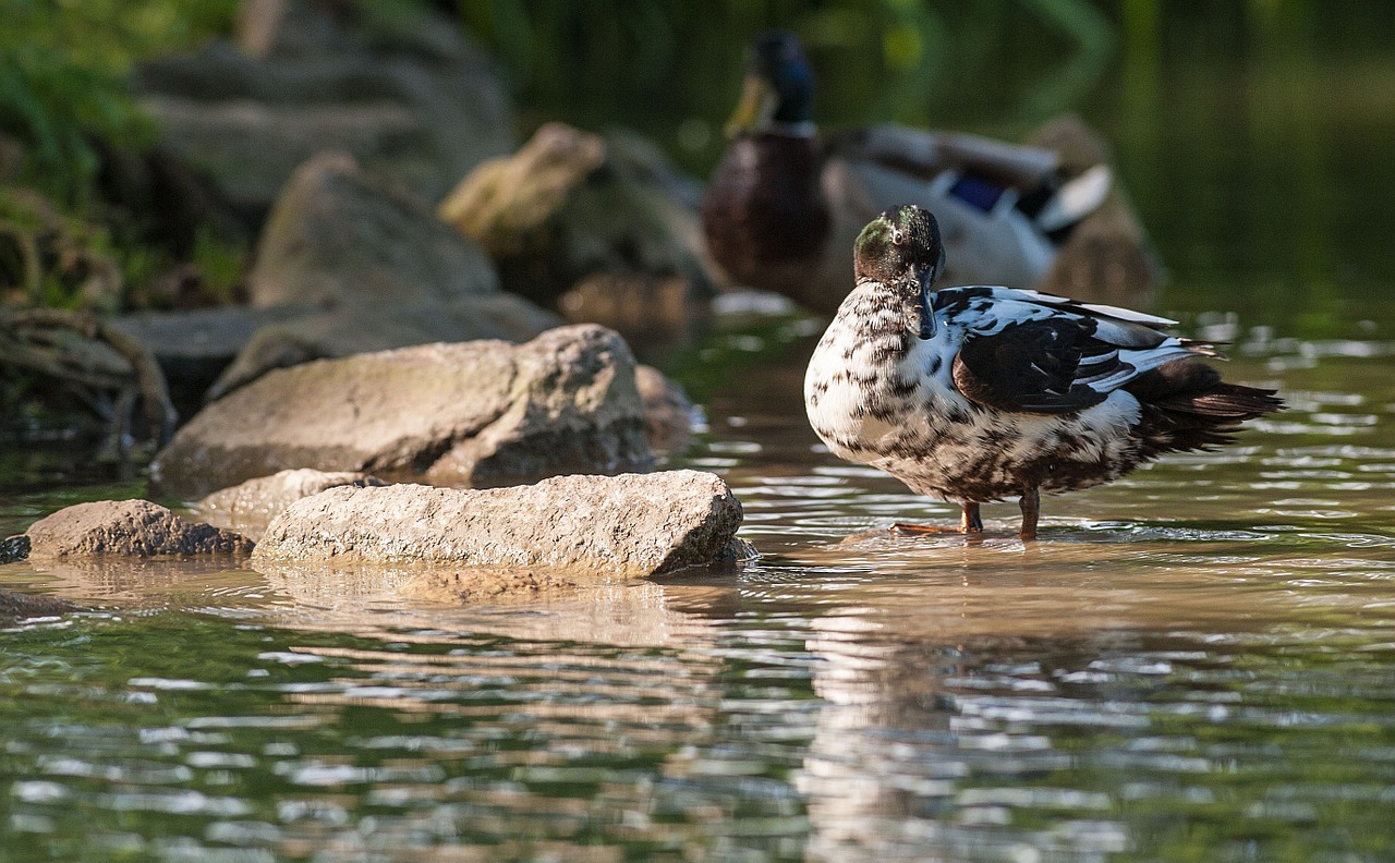 duck animal water free photo