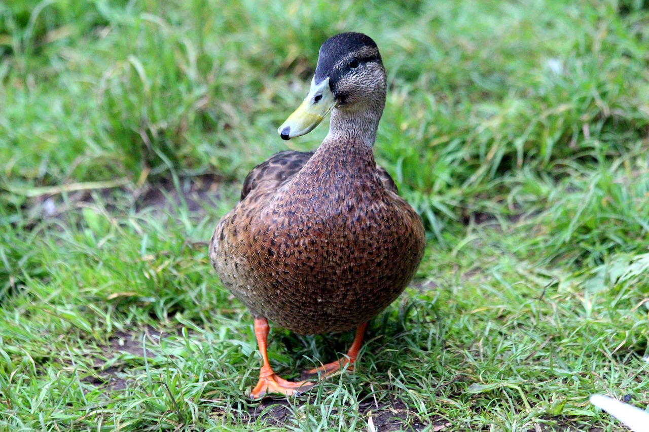 duck  mallard  anas platyrhynchos free photo