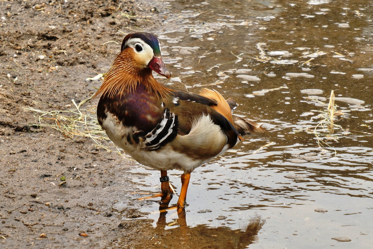 duck  beautiful colors  petting free photo