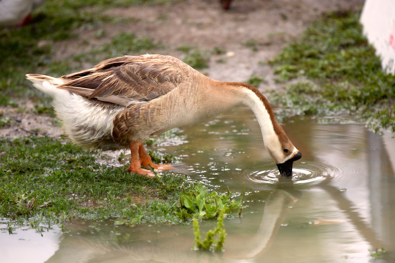 duck  bird  nature free photo