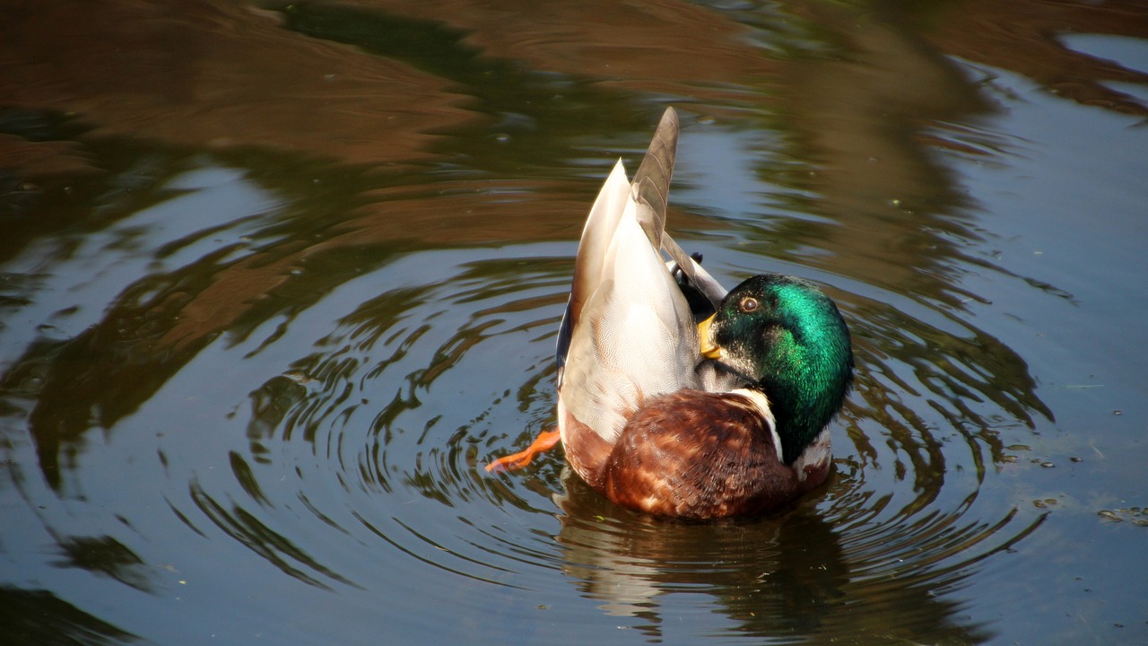 duck  bathing  pond free photo