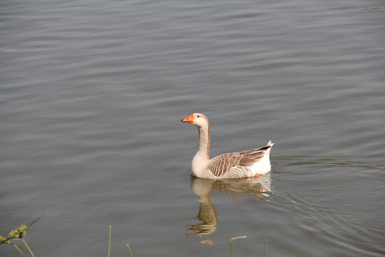 duck bird wildlife free photo