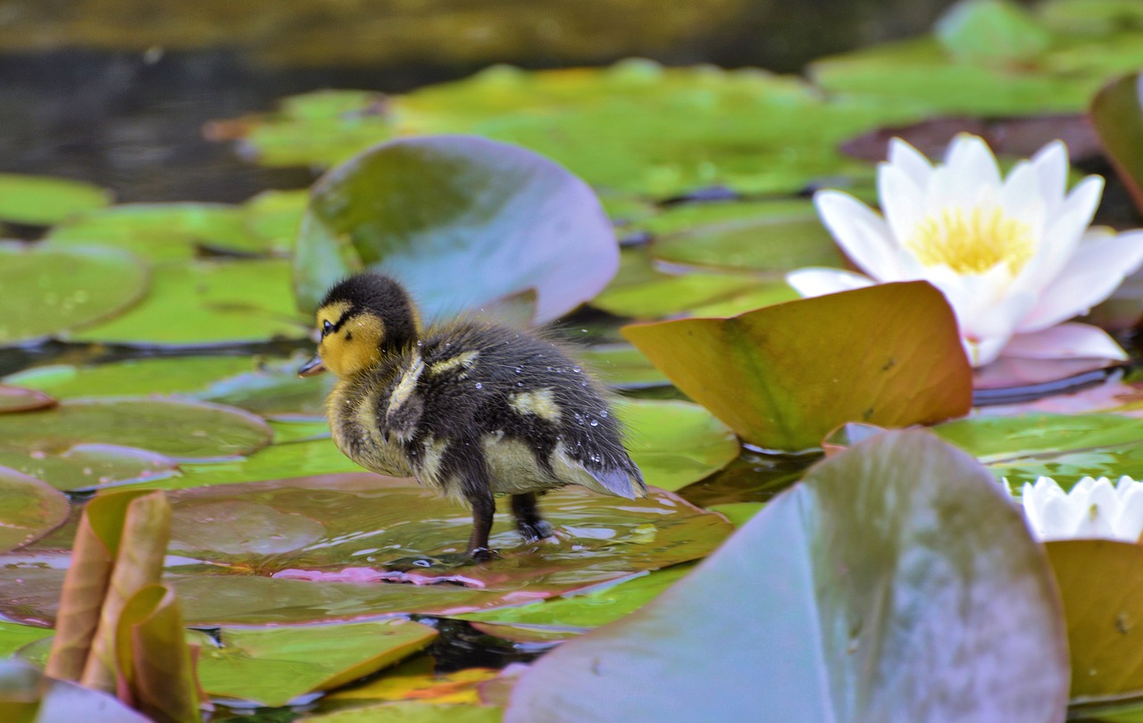 duck  water bird  nature free photo