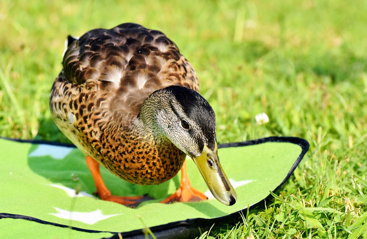 duck  water bird  duck bird free photo