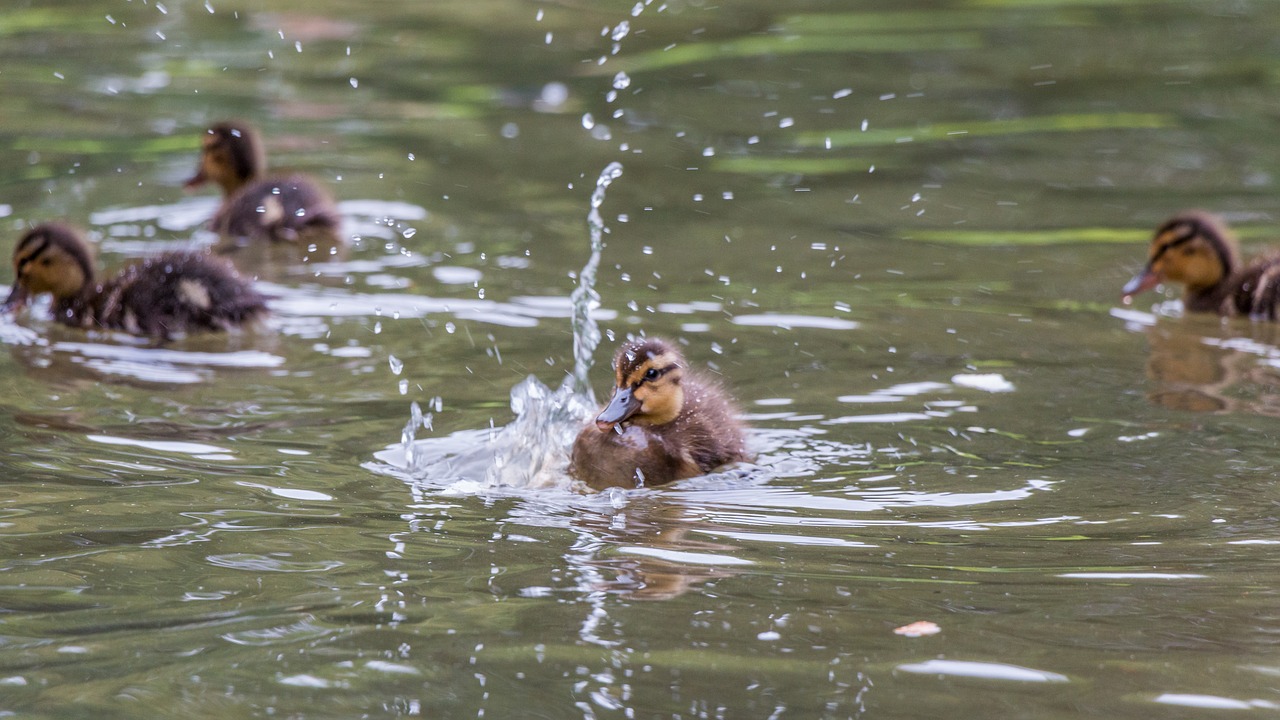 duck  chicks  nature free photo