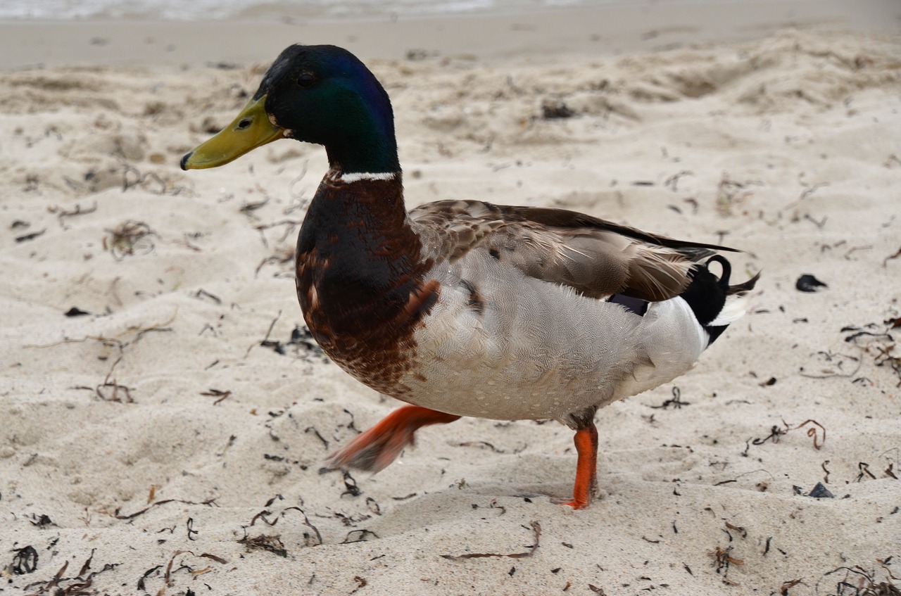 duck  beach  nature free photo