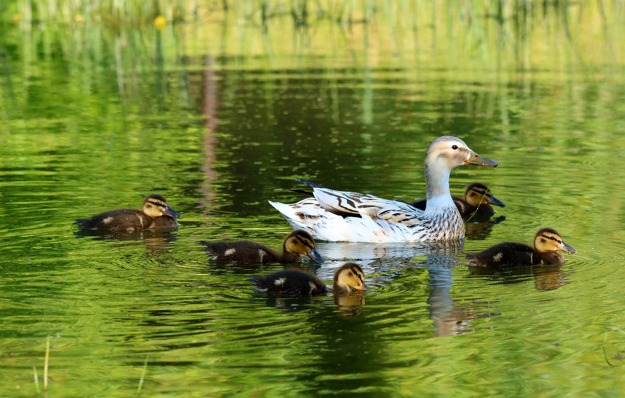 duck  wild  bird free photo