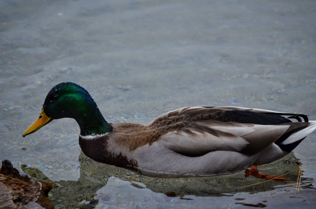 duck  lake  water free photo