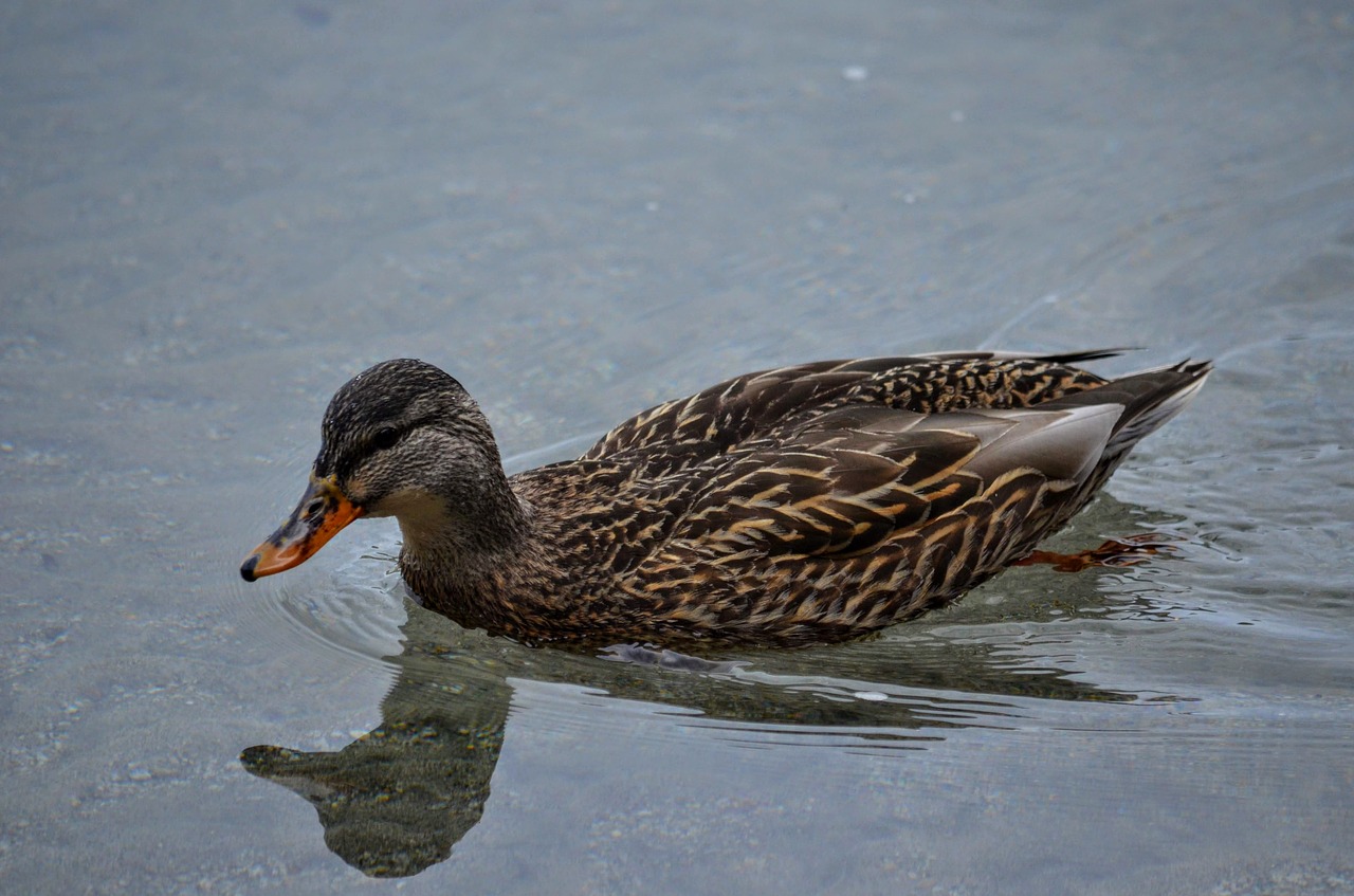 duck  lake  water free photo