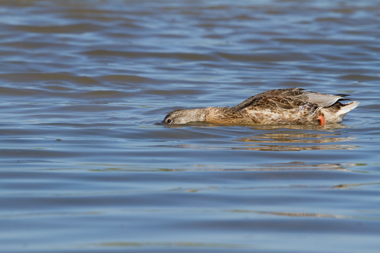 duck  waterfowl  nature free photo