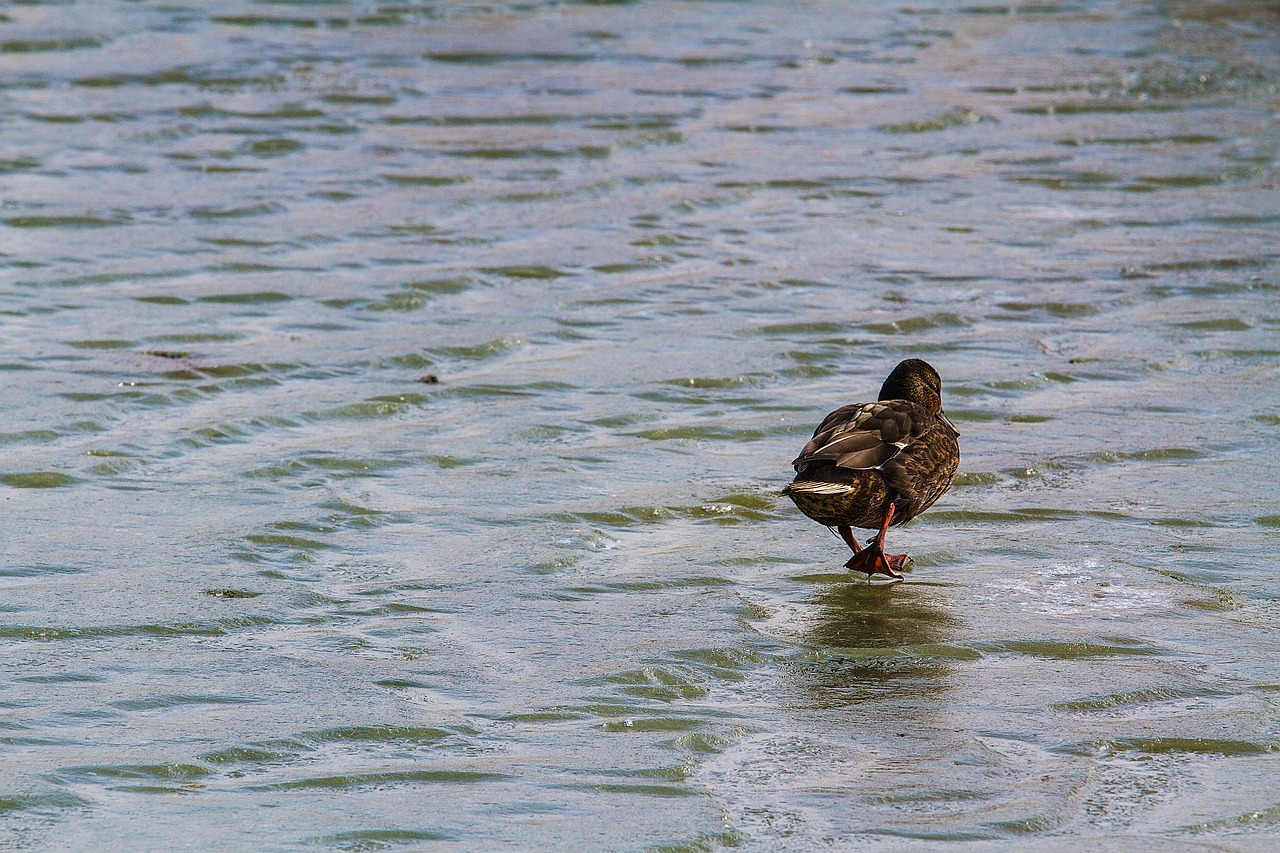 duck  waterfowl  nature free photo