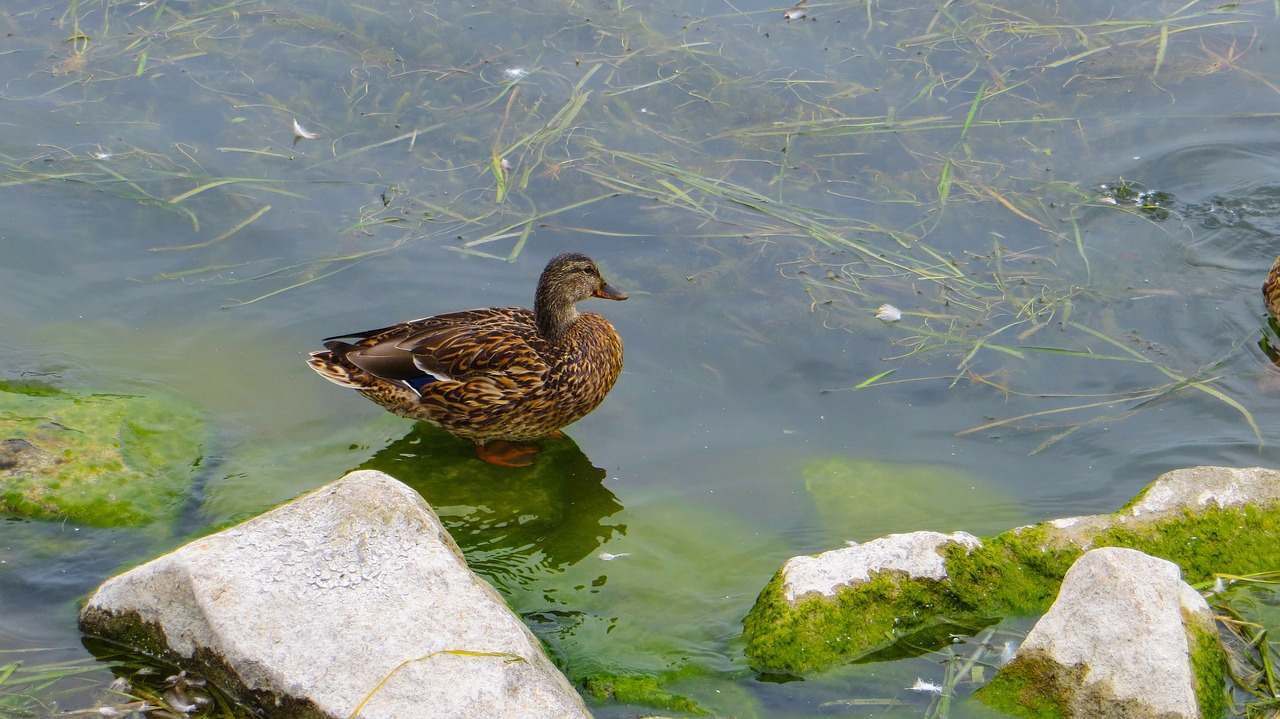 duck  water  lake free photo