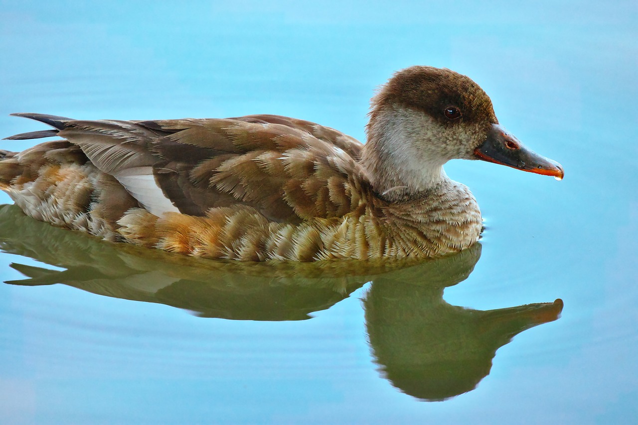 duck  water bird  duck bird free photo