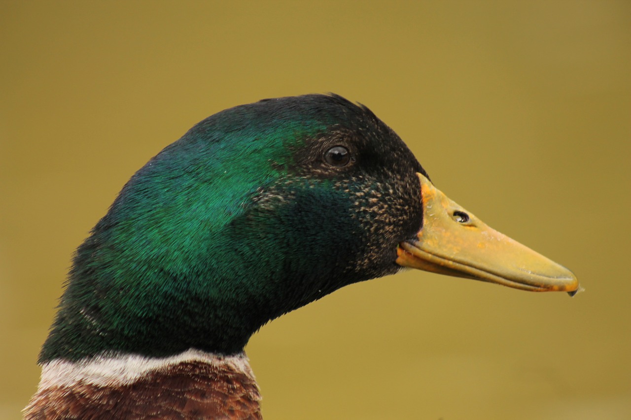 duck  bird  beak free photo