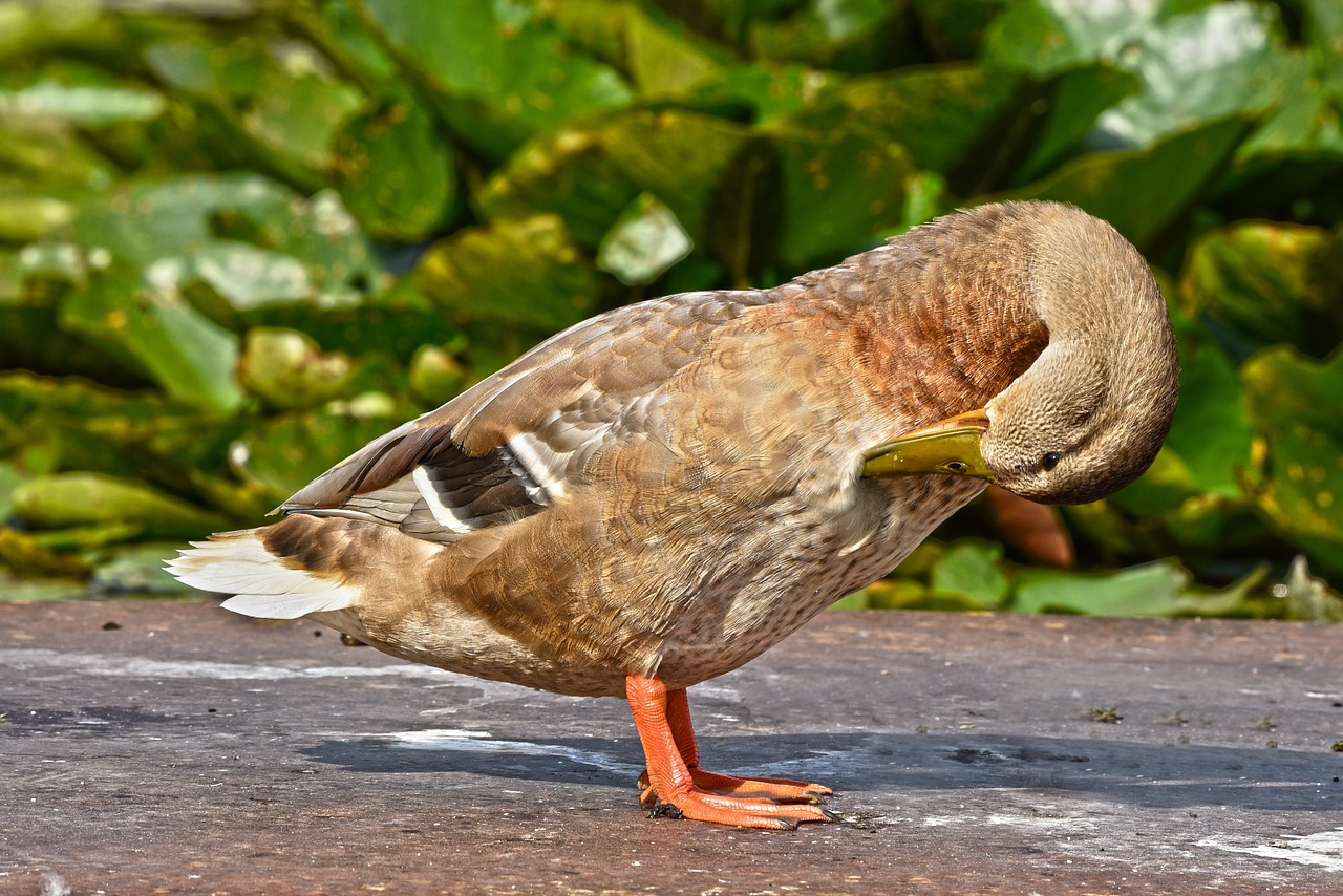 duck  mallard  waterbird free photo
