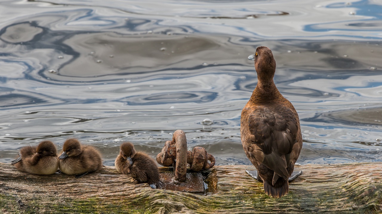 duck  chicks  nature free photo