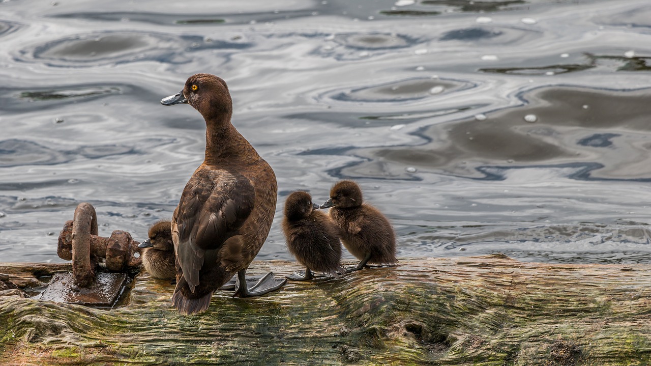 duck  chicks  nature free photo