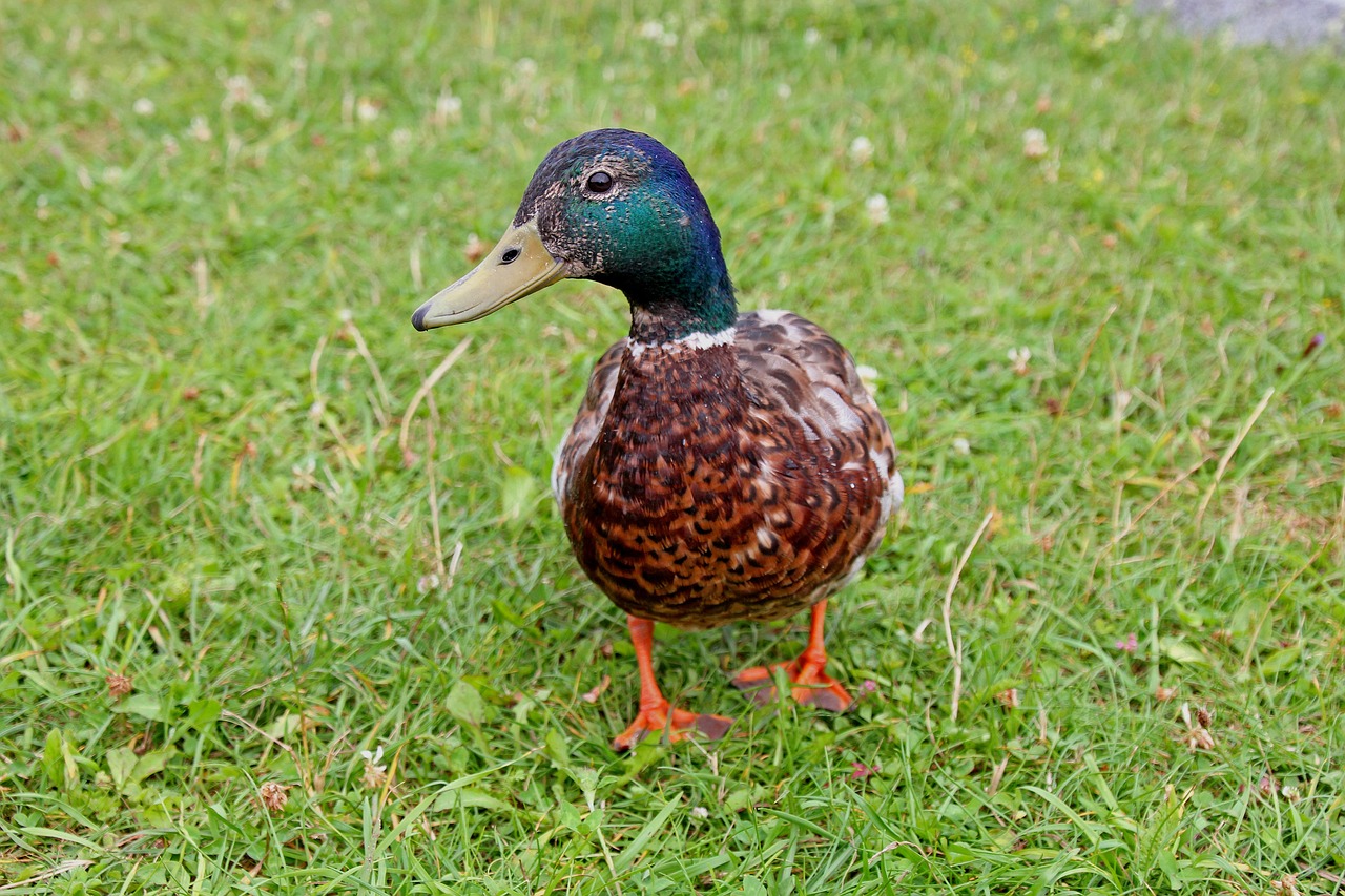 duck  animal  water bird free photo