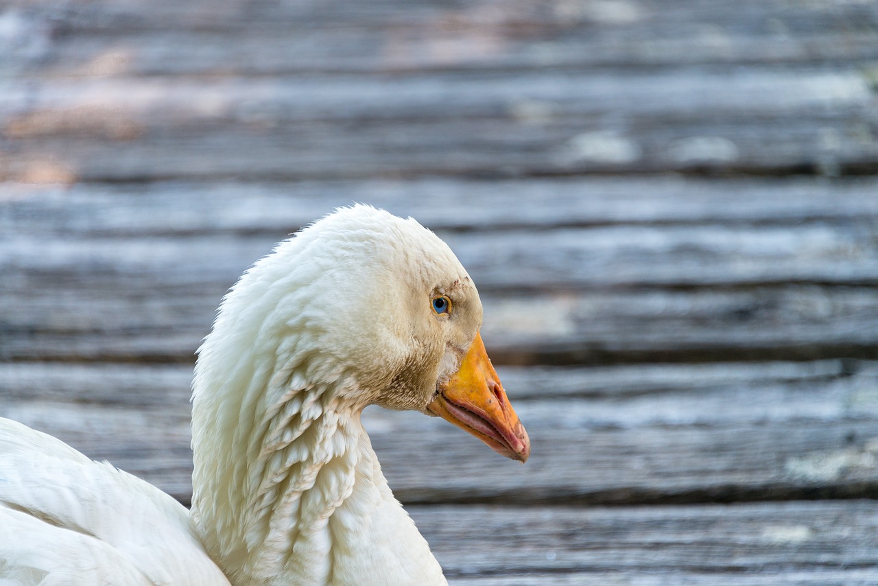 duck  schwarn  ganz free photo