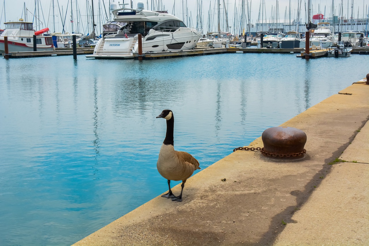 duck  view  ocean free photo