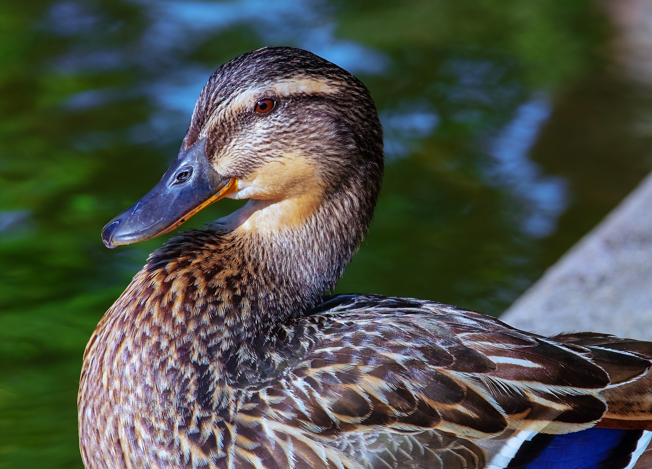 duck  bird  animal free photo