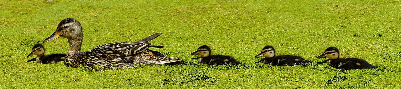 duck  mama  chicks free photo