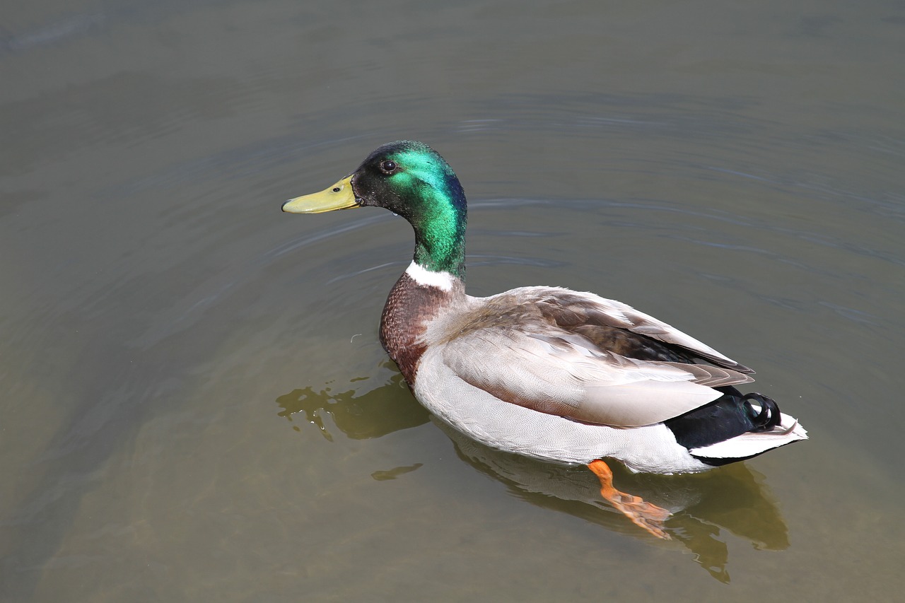 duck  madison  wisconsin free photo