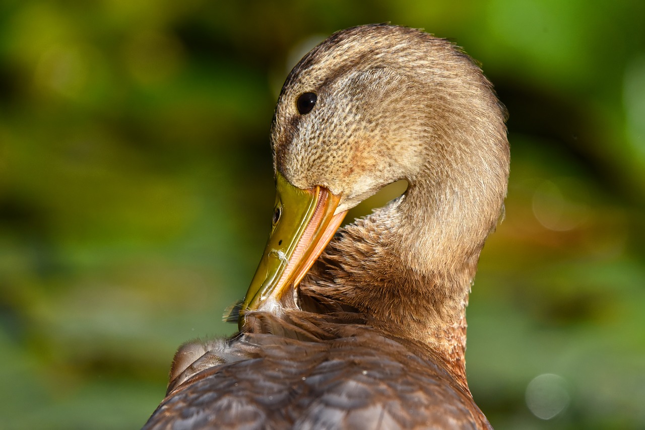 duck  mallard  waterbird free photo