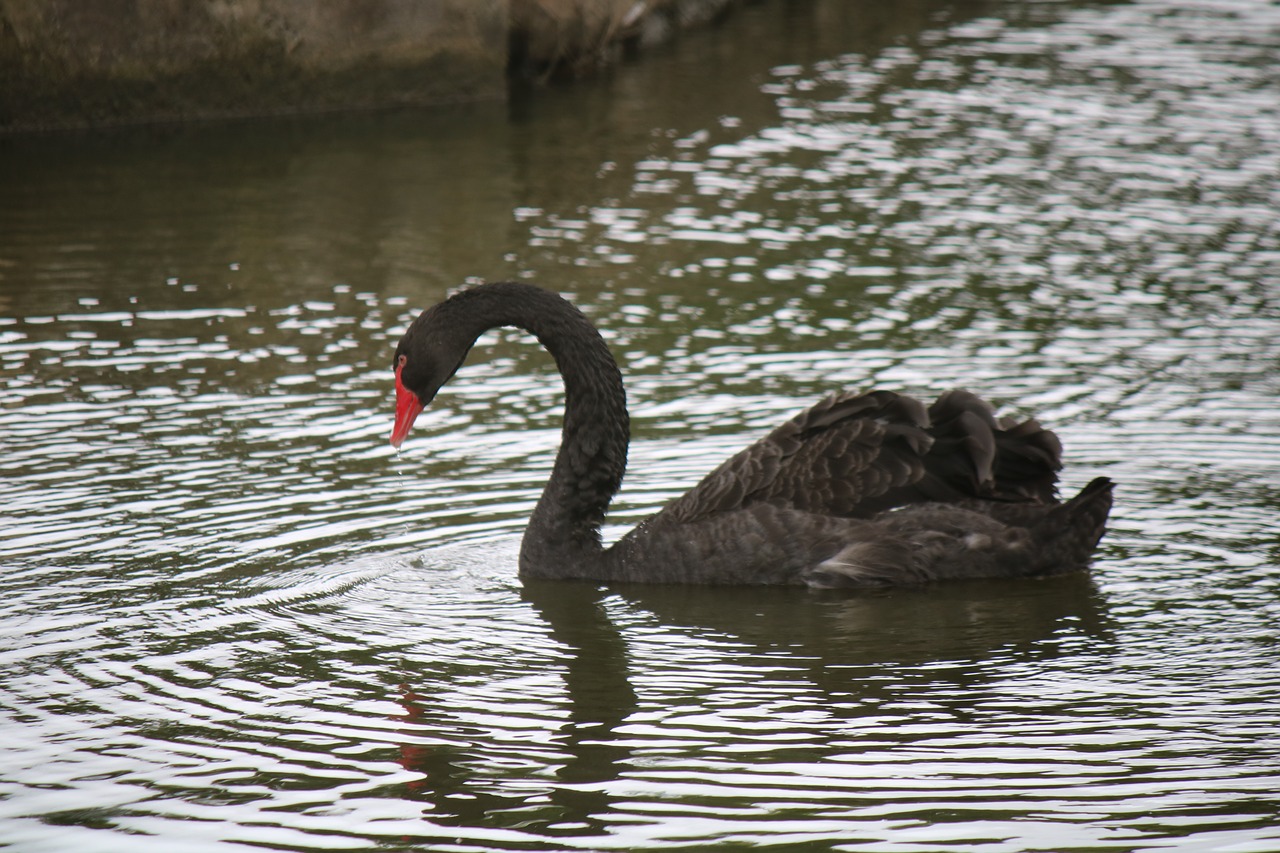 duck  black  zoo free photo