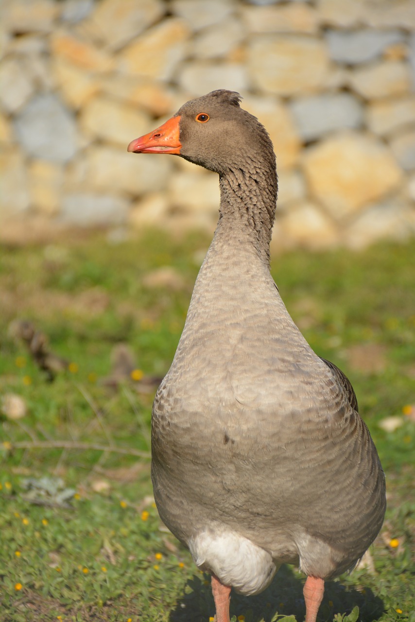 duck  mallorca  goose free photo
