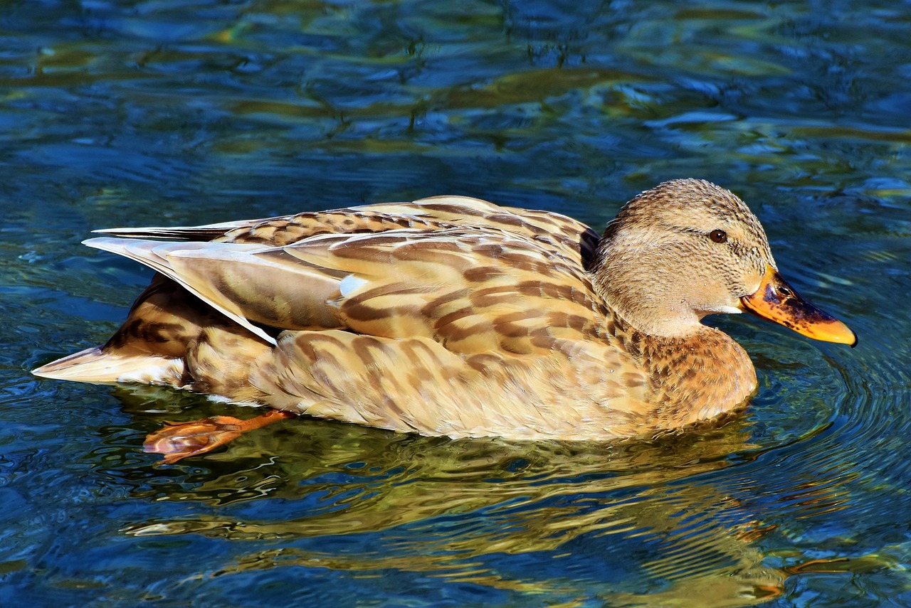 duck  mallard  water bird free photo