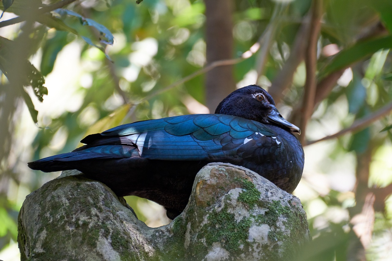 duck  nature  plumage free photo