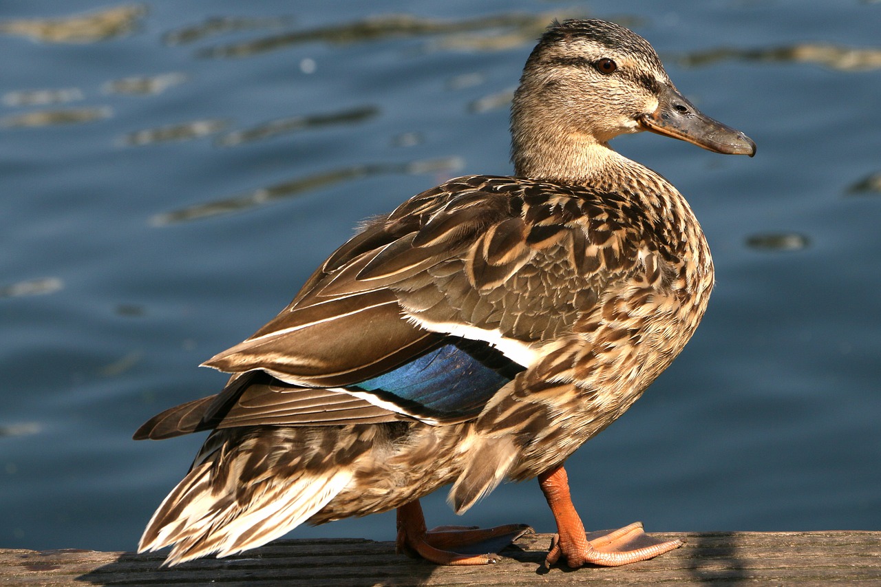 duck  mallard  bird free photo