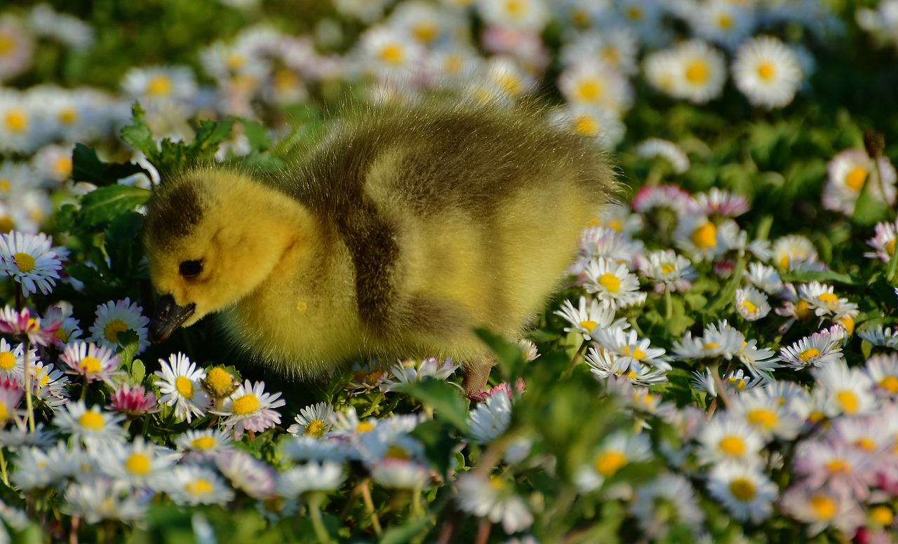 duck  nature  meadow free photo