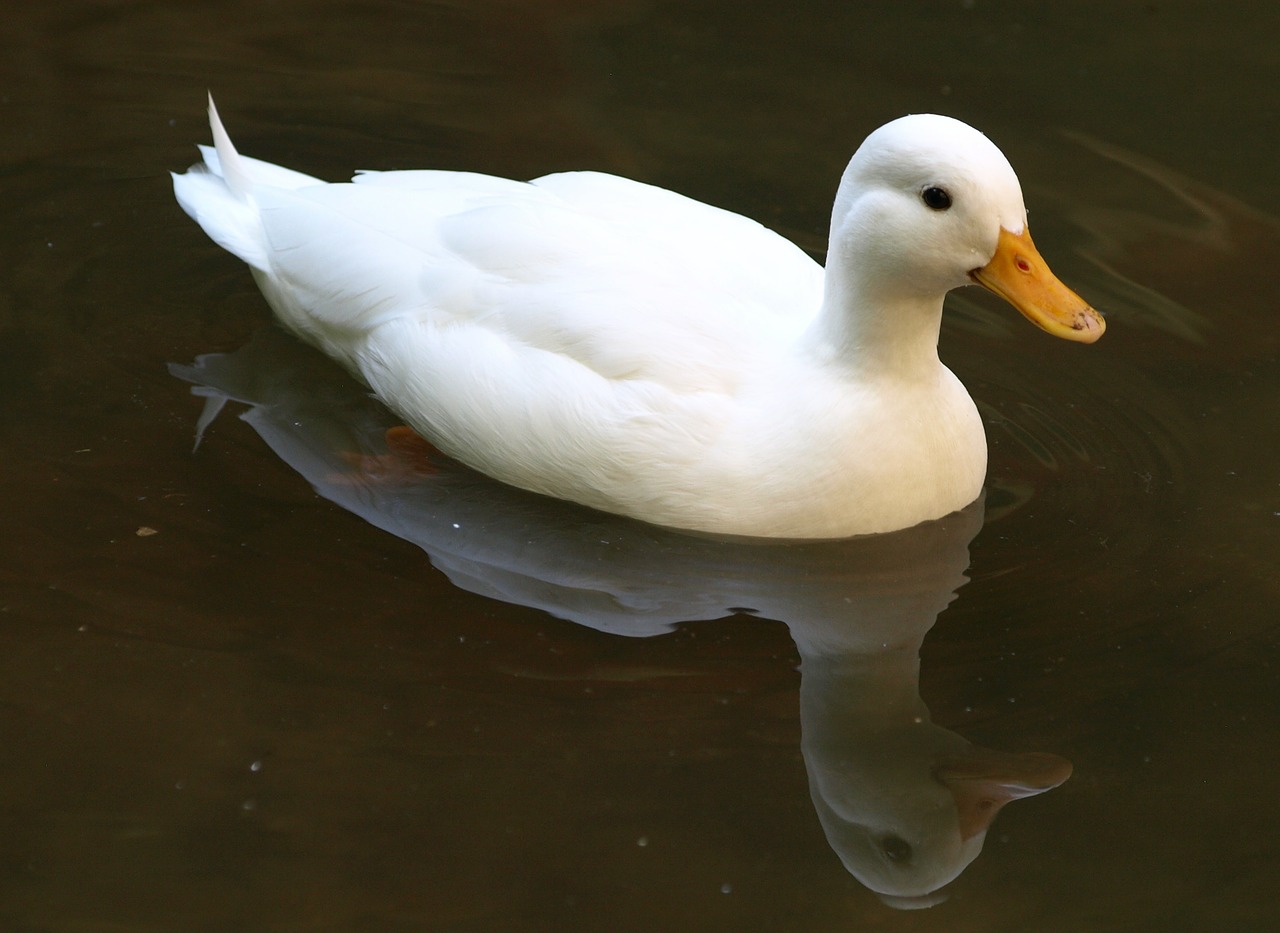 duck white water free photo