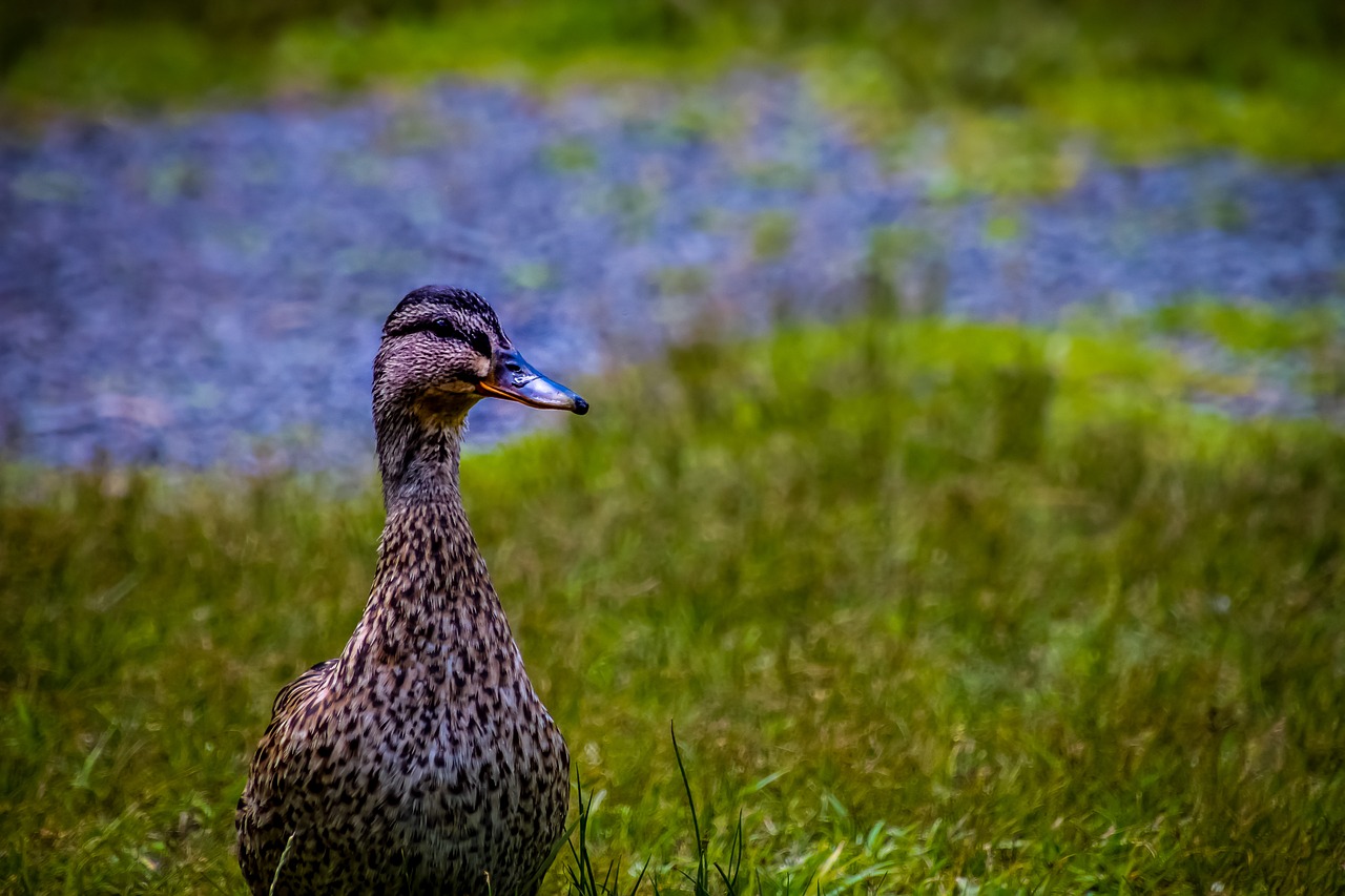 duck  pride  water free photo