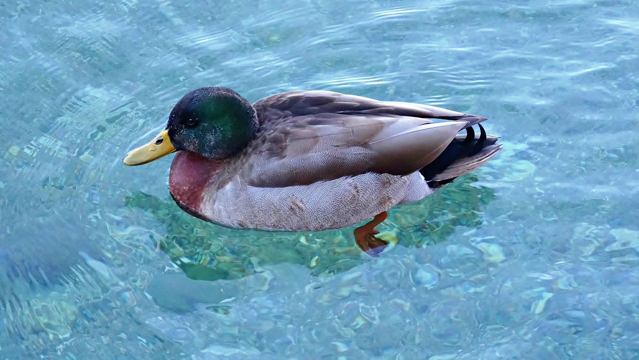 duck  bird  animal free photo