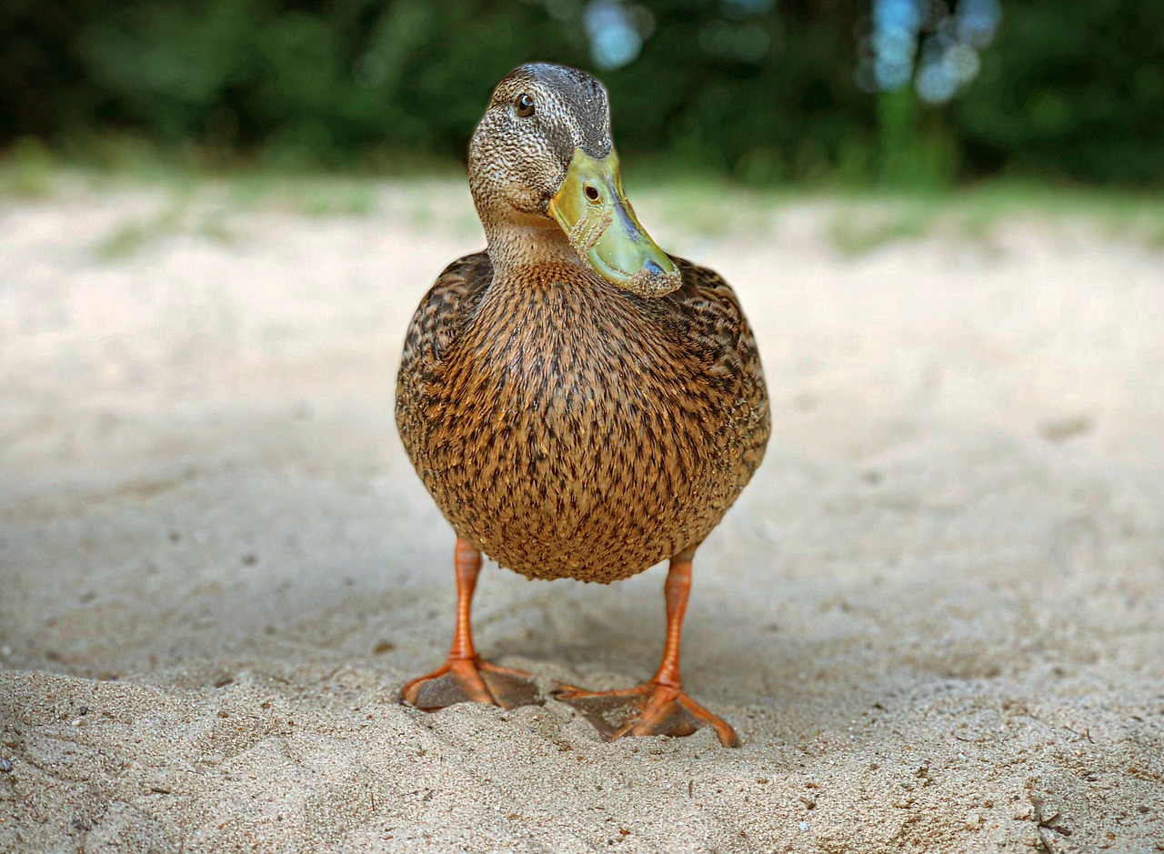 duck  pond  bird free photo