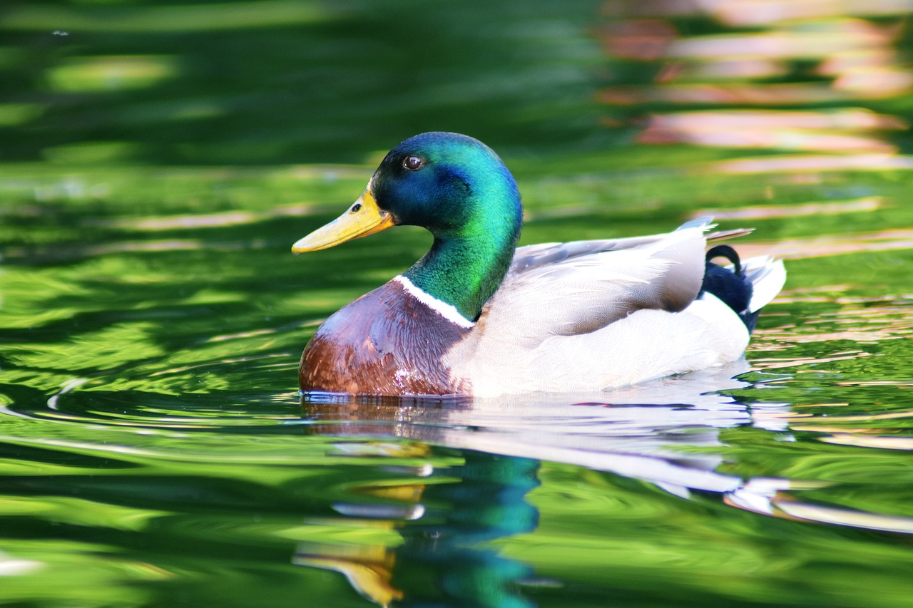 duck  lake  water free photo