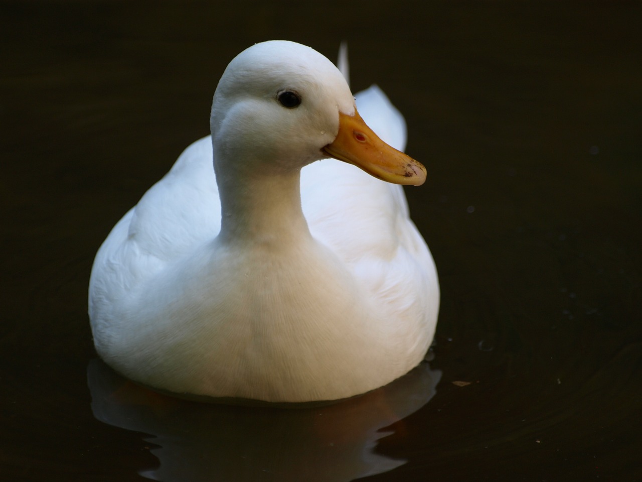 duck white water free photo