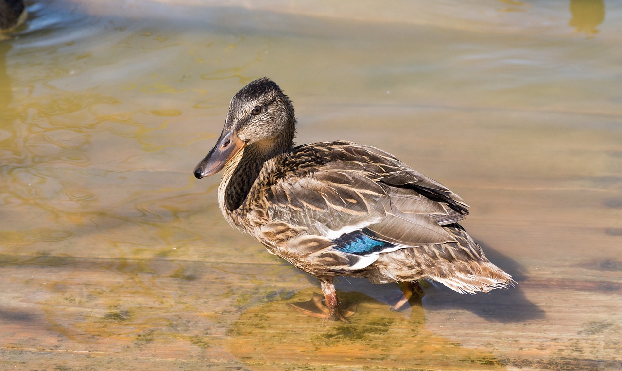 duck  lake  birds free photo