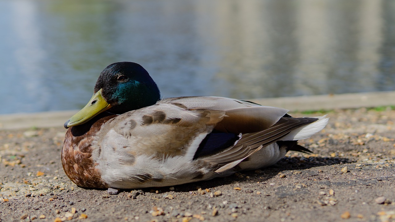 duck  by the river  bird free photo