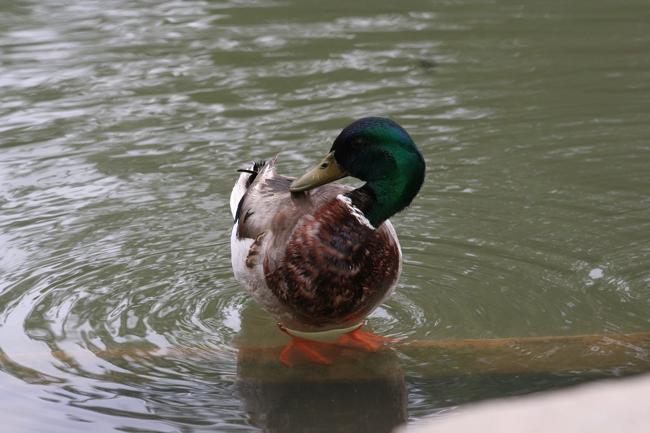 duck  bird  water free photo