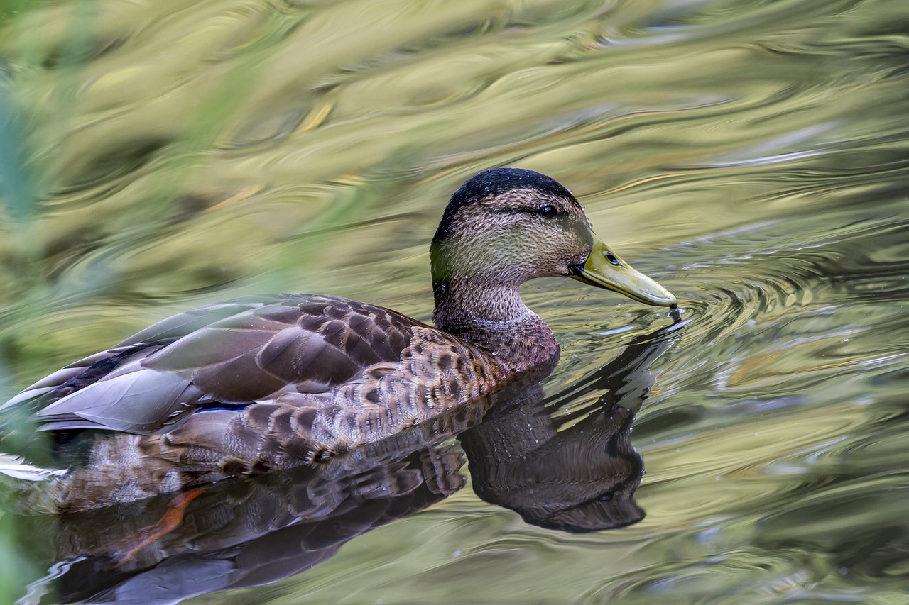 duck  water  nature free photo