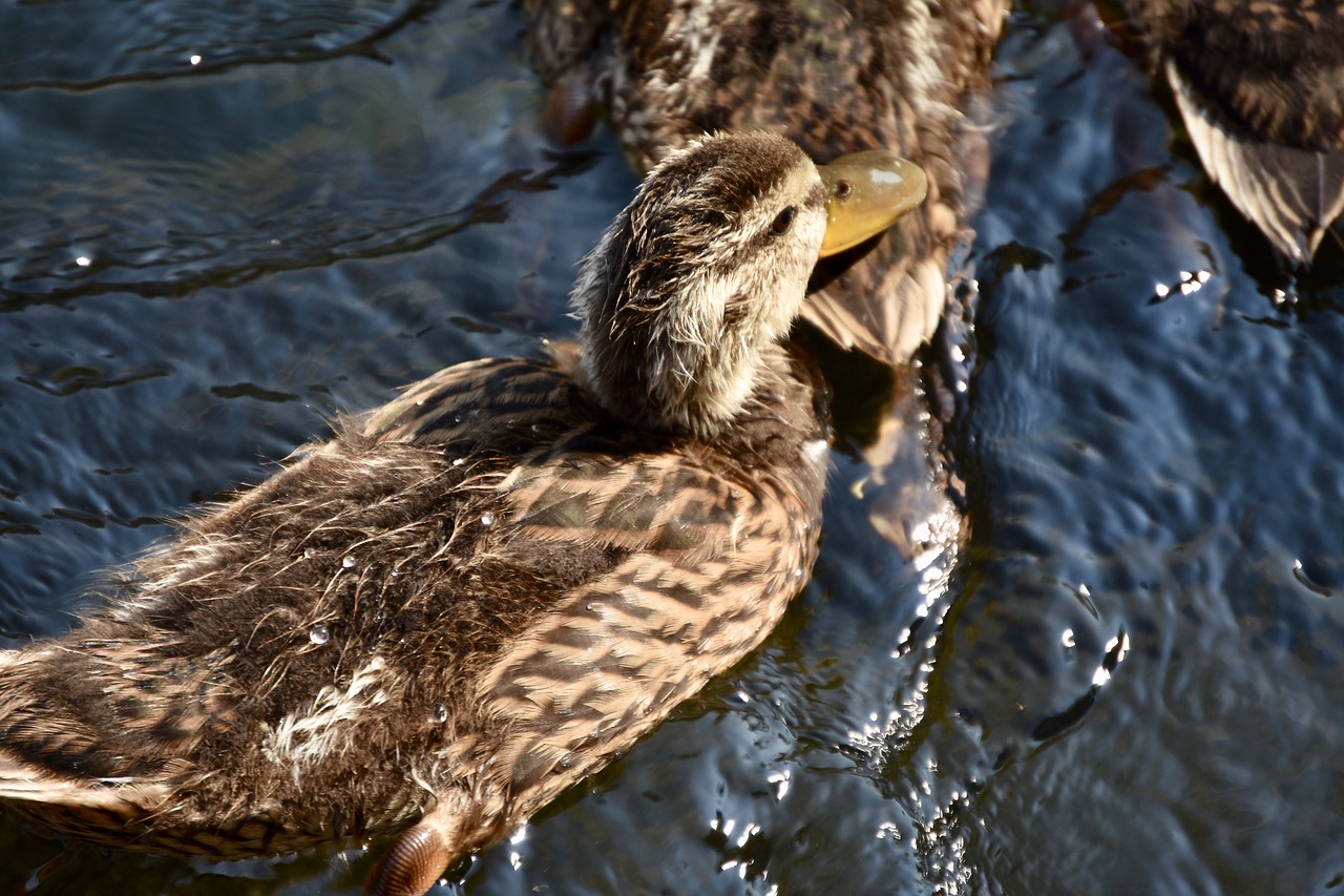 duck  nature  plumage free photo