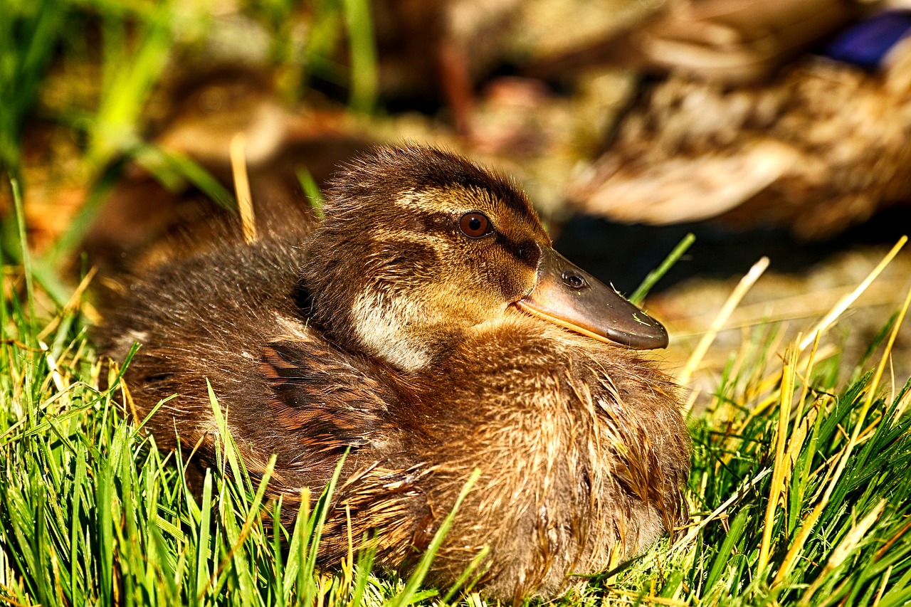 duck  animal  bird free photo