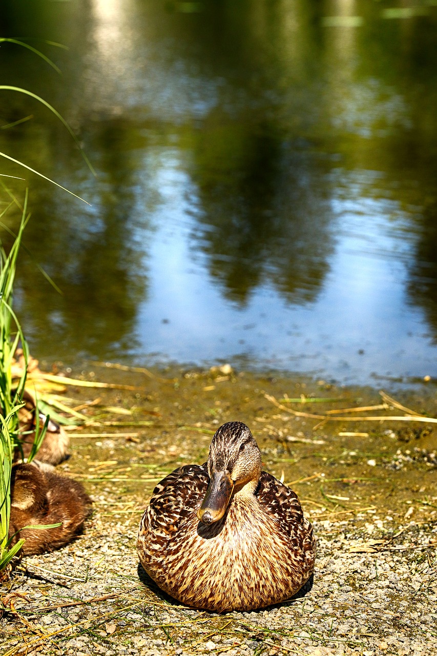 duck  animal  bird free photo