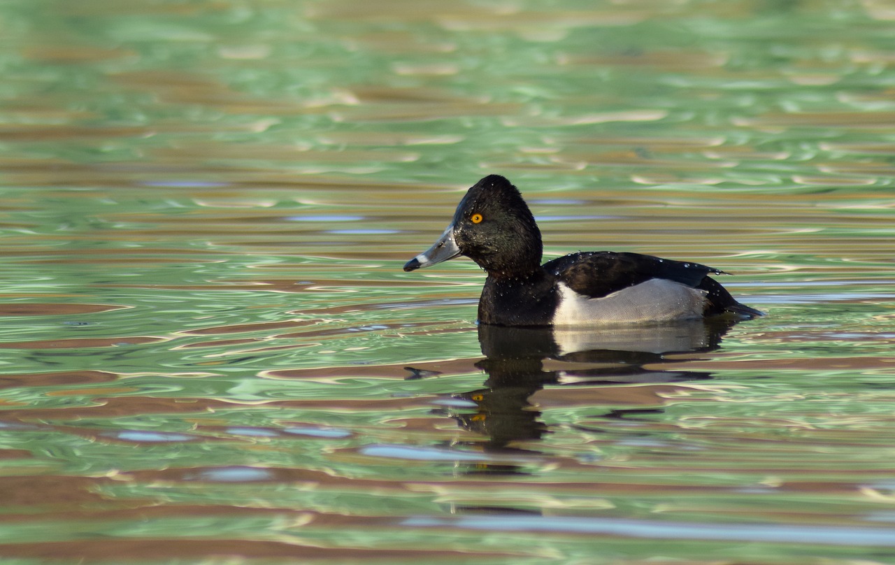 duck  river  water free photo