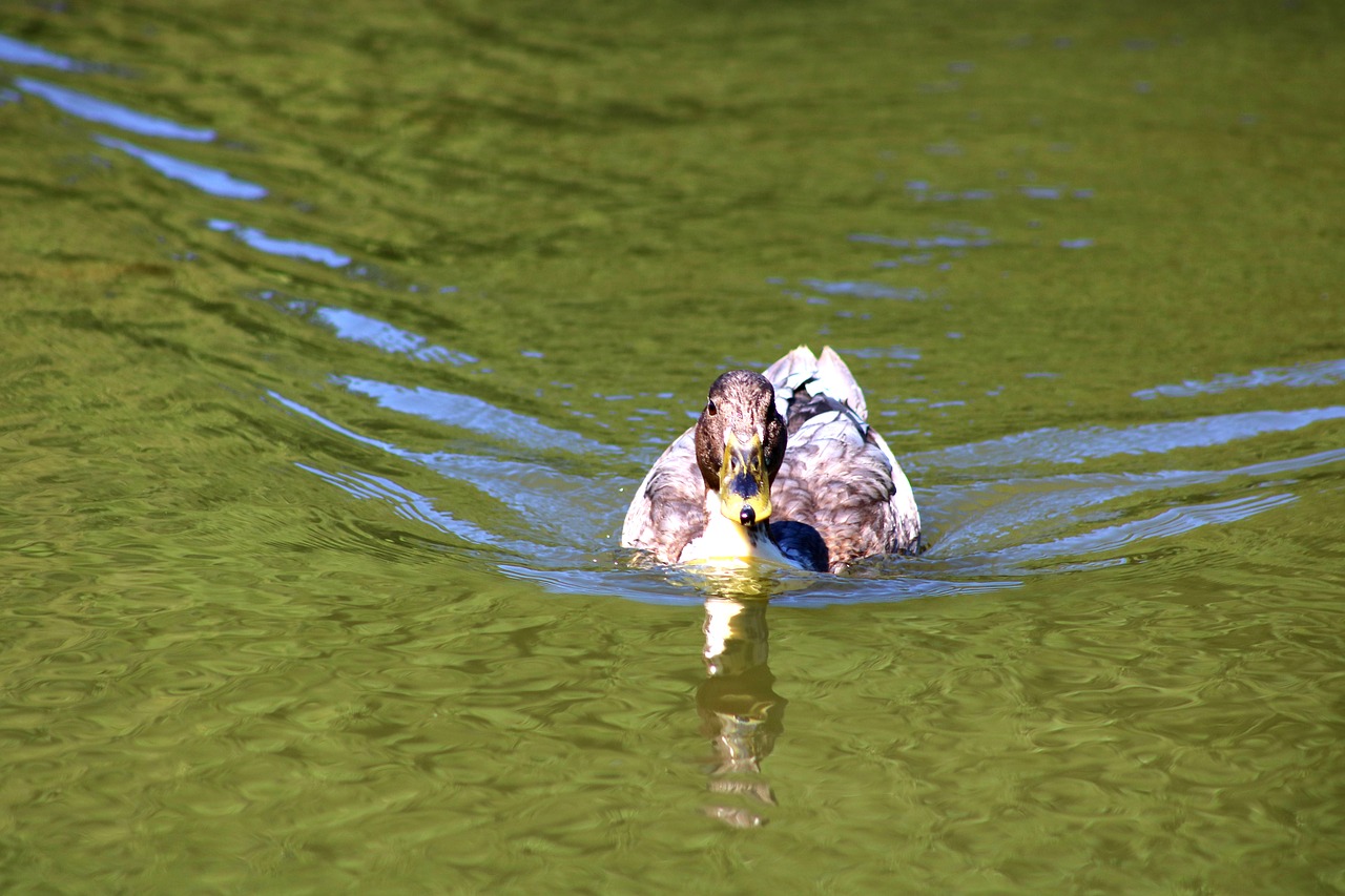 duck  water  swim free photo