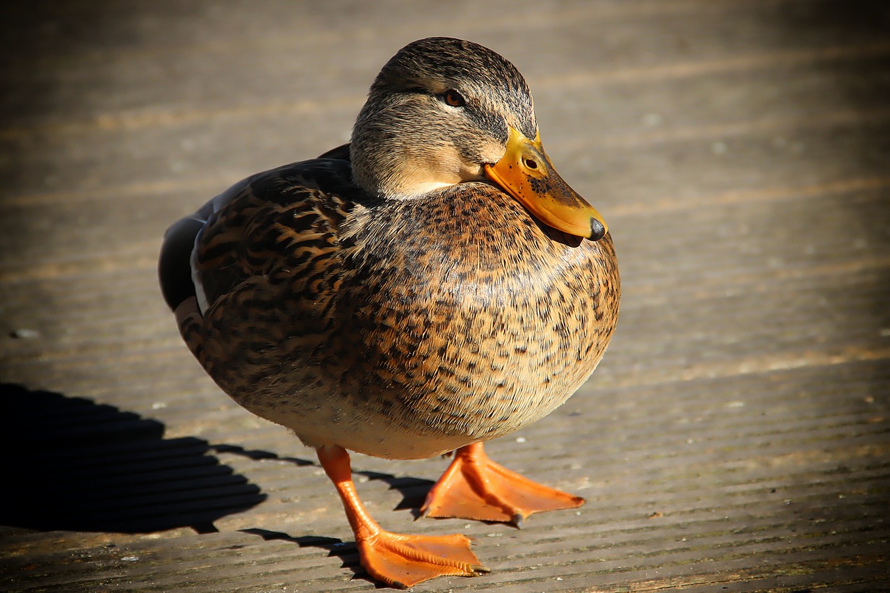 duck  bird  web free photo